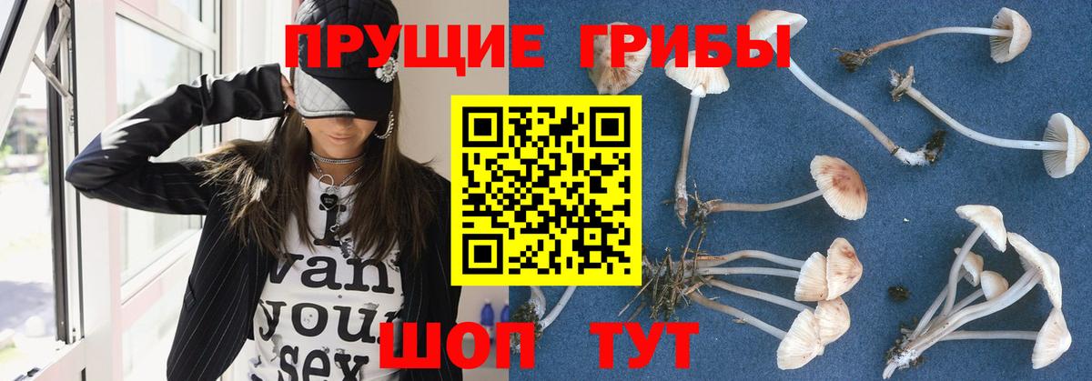 где найти   Псилоцибиновые грибы Cubensis  Вход с VPN  Коломна 